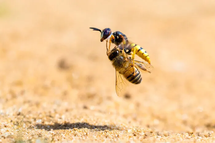 "Bee Wolf With Honeybee Prey" By Simon Jenkins