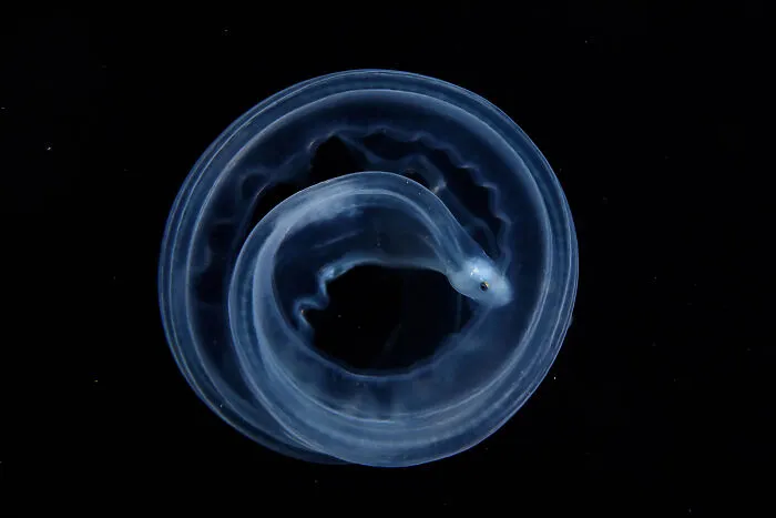 "Round" By Zhi’yue Shi