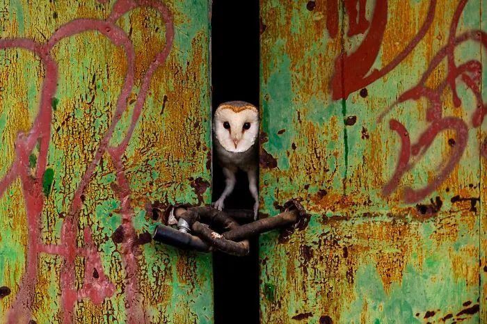 "The Door" By Jose Luis Ruiz Jimenez