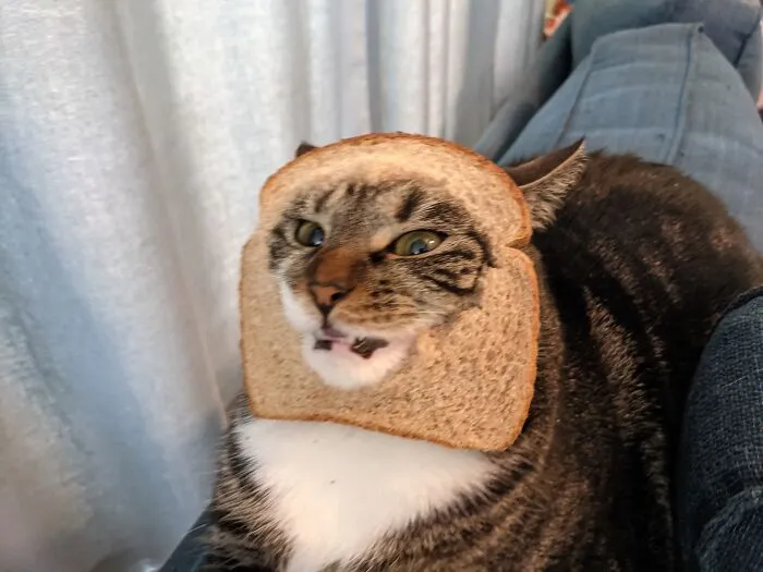 She Did Not Like The Bread 🍞