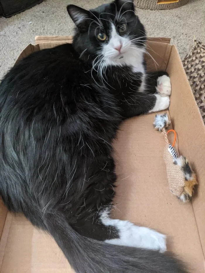 This Is Sir Horatio Vicount Fluffikins, He's Fancy.
