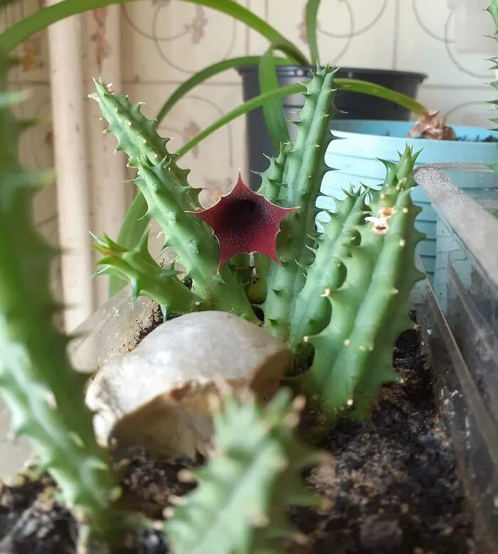 I Like Succulents, So Here's One In Bloom