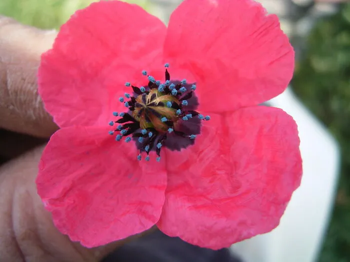 Field Poppy