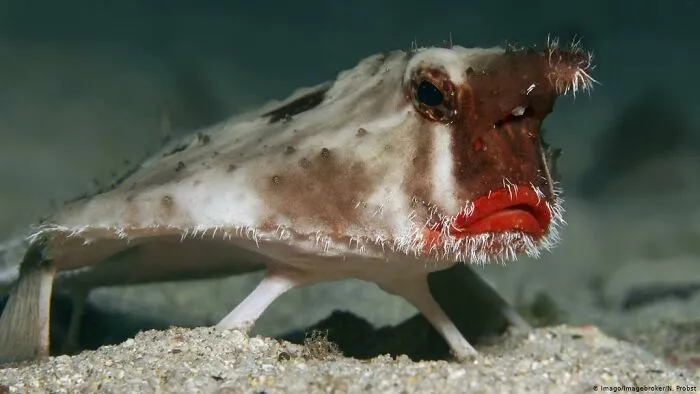 This Fish I Saved So I Could Make A Challenge.