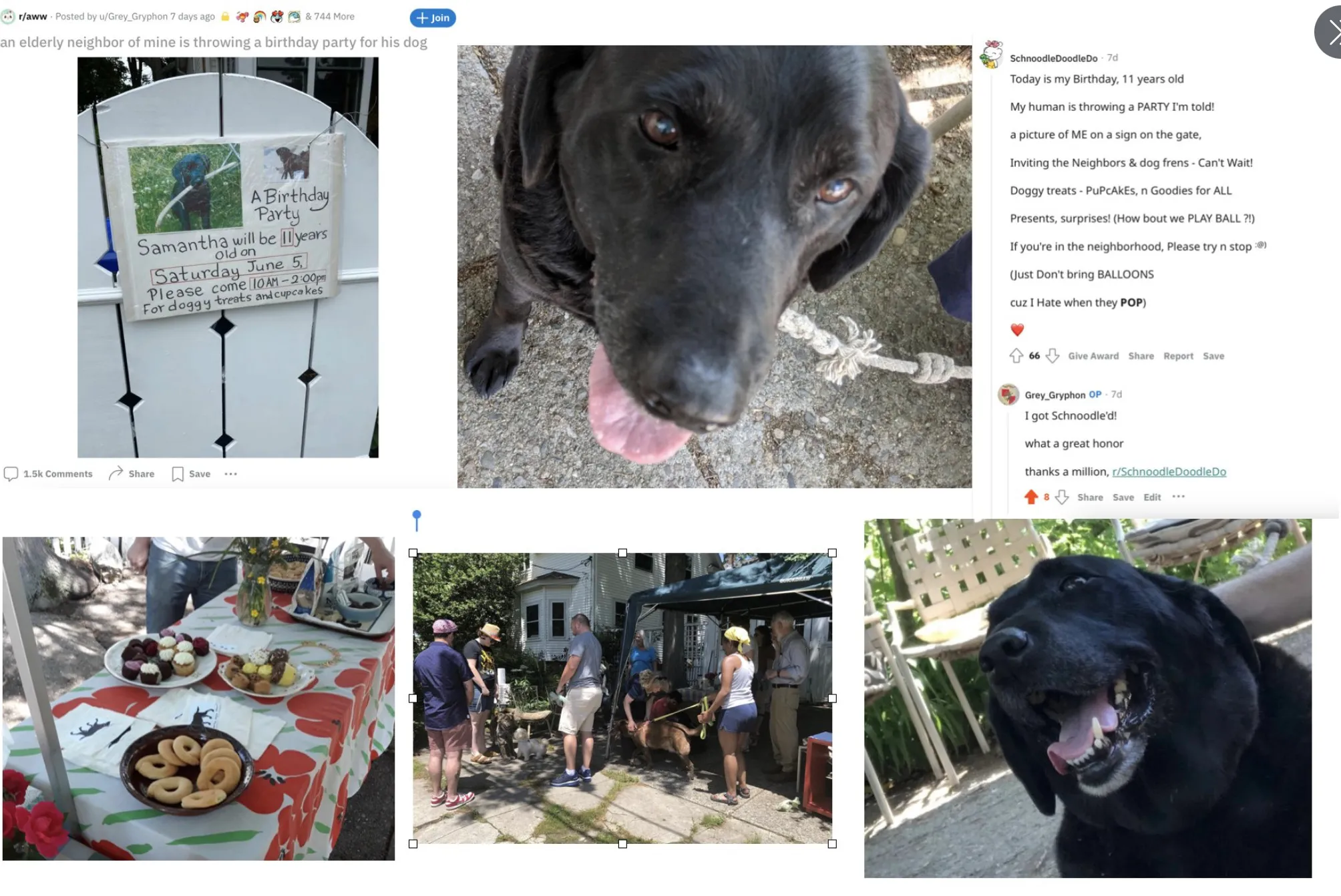 A Neighborhood Dog Had A Birthday. The Internet Showed Up To Her Party!