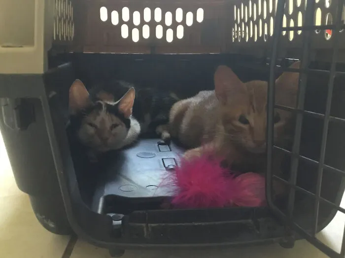 This Is Percy (Purr-Cy) And Heidi (Hide-Y) Since When We First Got Them The Ginger One, Percy, All He Wanted To Do Was Purr And The Other Calico One, Heidi, All She Did Was Hide!