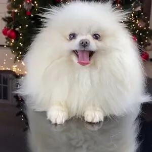 Funny Animals