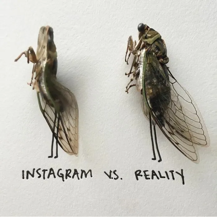 Artist Uses Insects To Make Fun And Quirky Cartoons, Here Are Her Best 70 Works
