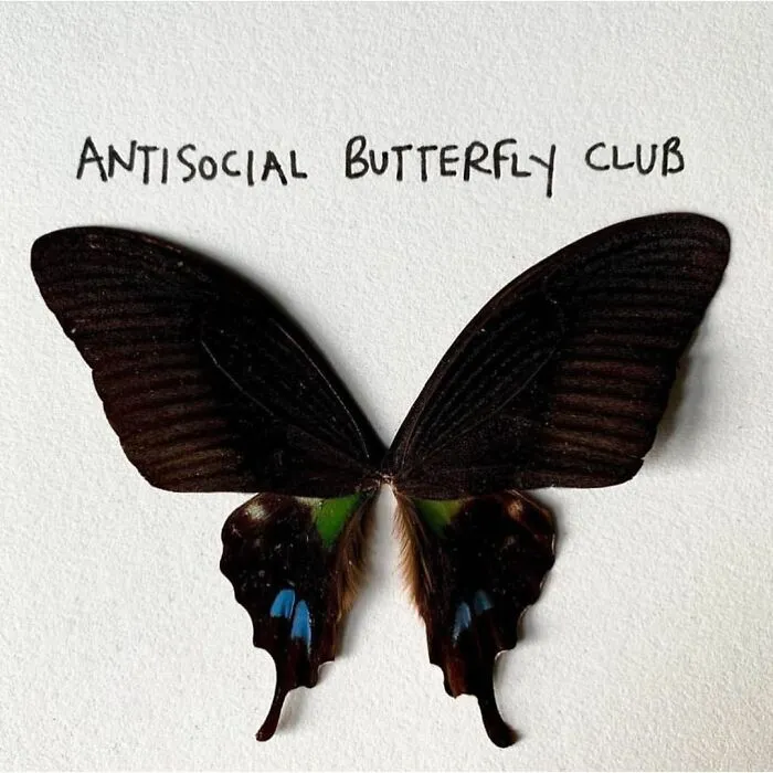 Artist Uses Insects To Make Fun And Quirky Cartoons, Here Are Her Best 70 Works