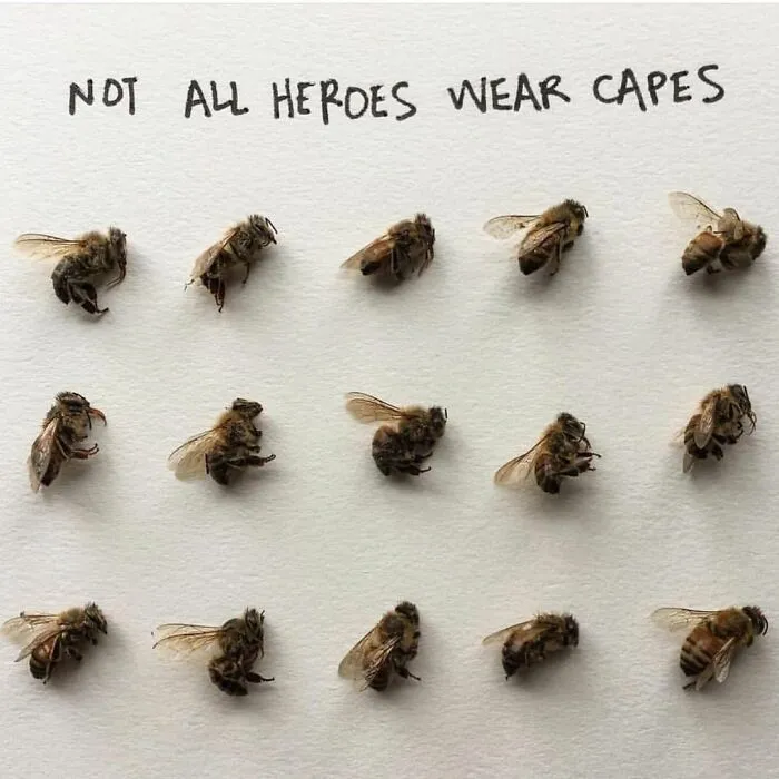 Artist Uses Insects To Make Fun And Quirky Cartoons, Here Are Her Best 70 Works