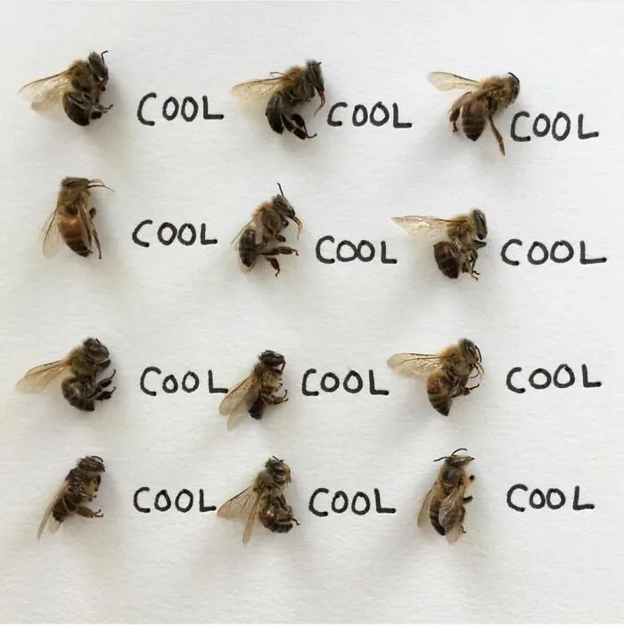 Artist Uses Insects To Make Fun And Quirky Cartoons, Here Are Her Best 70 Works