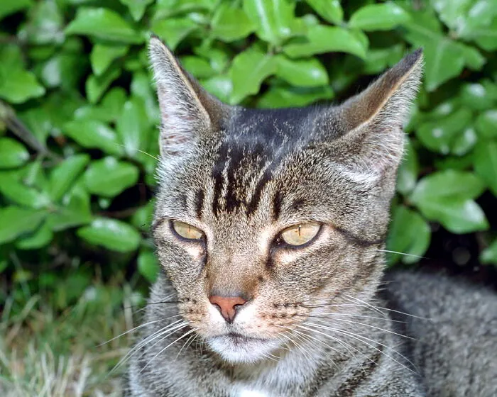 Tibert Named After The Cat In The Medieval French Tale Of Renart