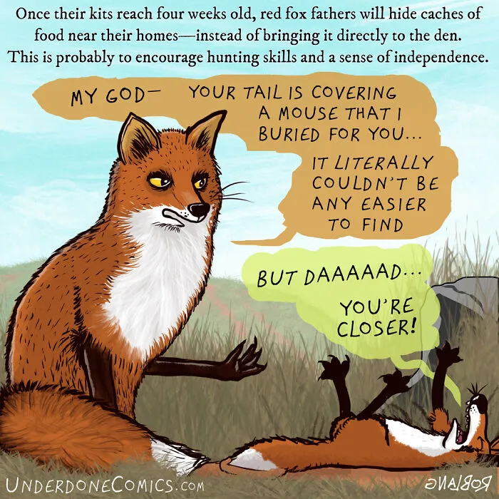 Is The Fox Kit Lazy Or Unmotivated?