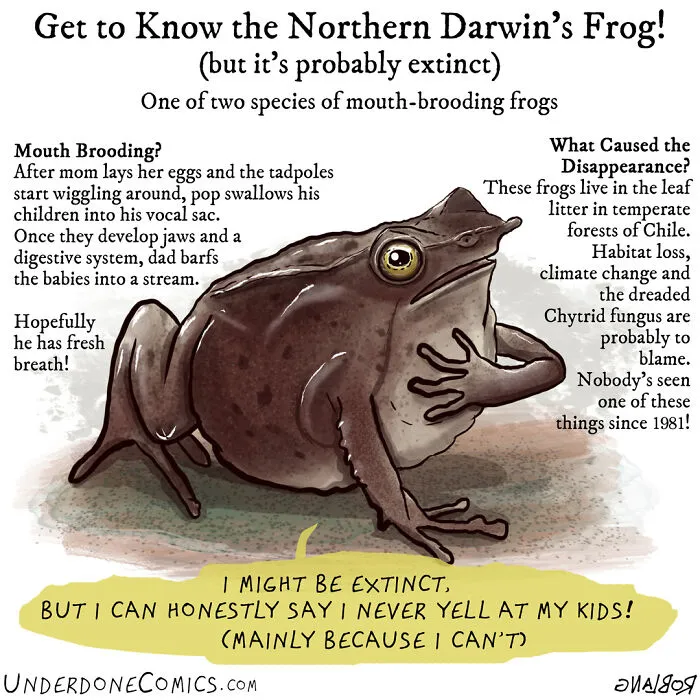 Another Doting Darwin's Frog Dad (If There Are Any Left)