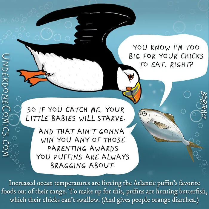 Despite A Changing World, Puffin Parents Are Trying Their Hardest