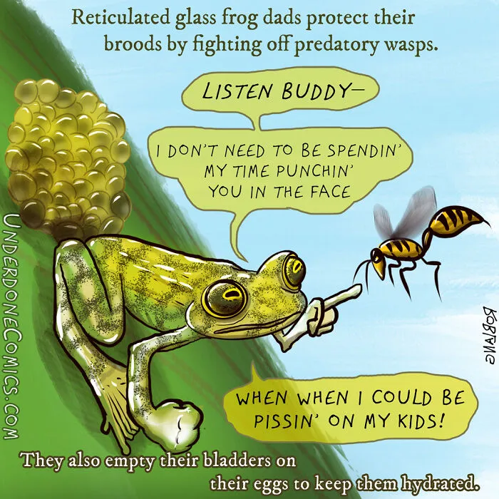Glass Frogs Need To Be Protective To Keep The Parasites Away