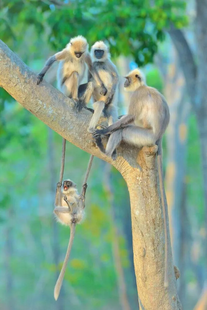 "Fun For All Ages" By Thomas Vijayan