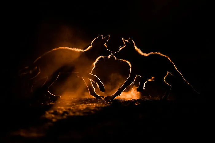 "Dust Bath" By Bence Máté