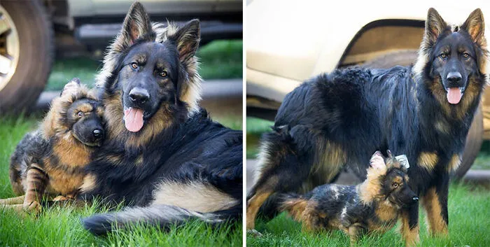 30 Pets And Their Stuffed Copies Made By This Company