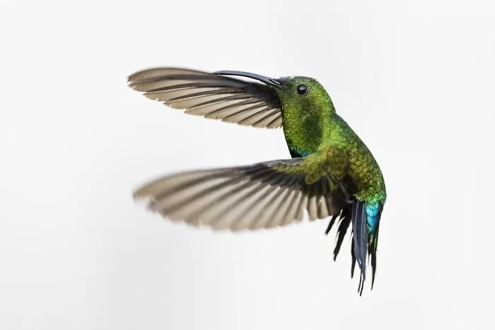 High Key Hummingbirds