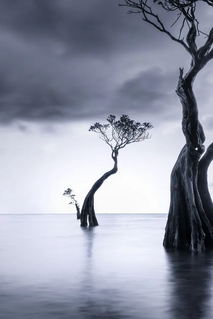 Story Of Tree Family