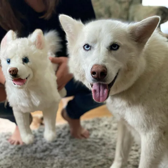 30 Pets And Their Stuffed Copies Made By This Company