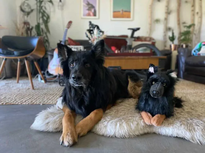 30 Pets And Their Stuffed Copies Made By This Company