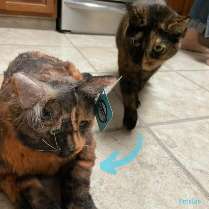30 Pets And Their Stuffed Copies Made By This Company