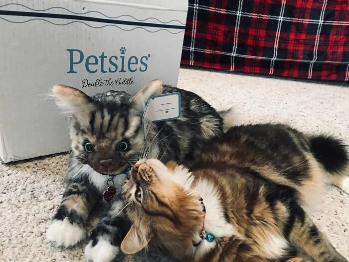 30 Pets And Their Stuffed Copies Made By This Company