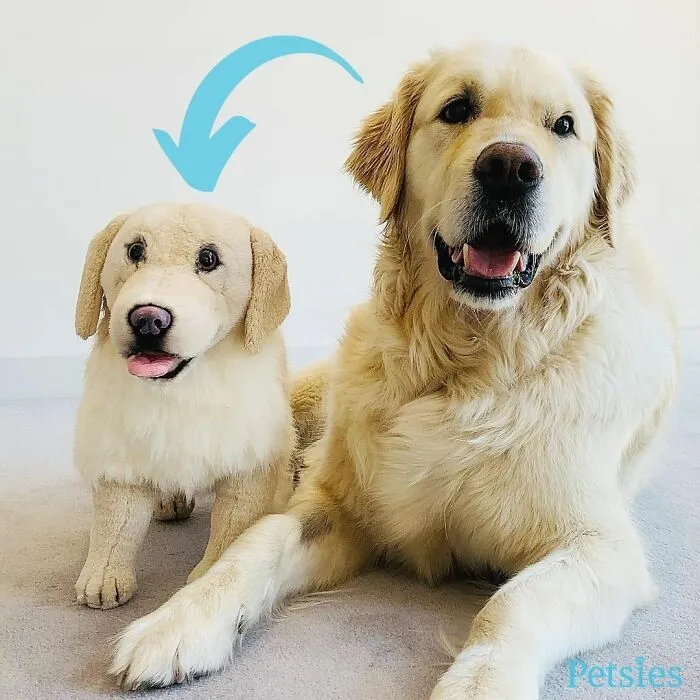30 Pets And Their Stuffed Copies Made By This Company