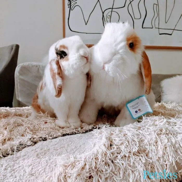 30 Pets And Their Stuffed Copies Made By This Company