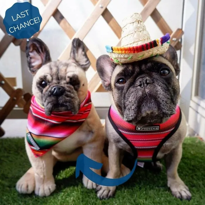 30 Pets And Their Stuffed Copies Made By This Company