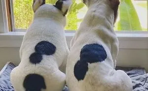 30 Pets And Their Stuffed Copies Made By This Company