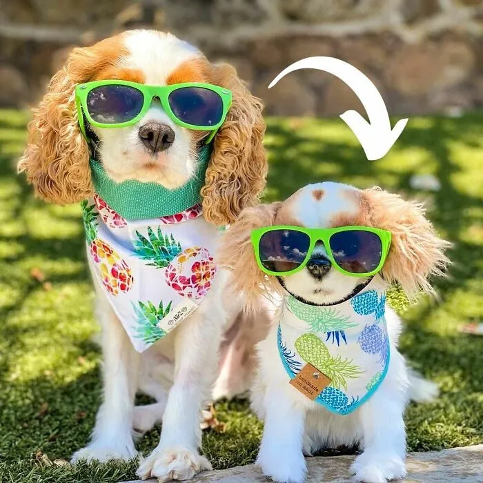 30 Pets And Their Stuffed Copies Made By This Company