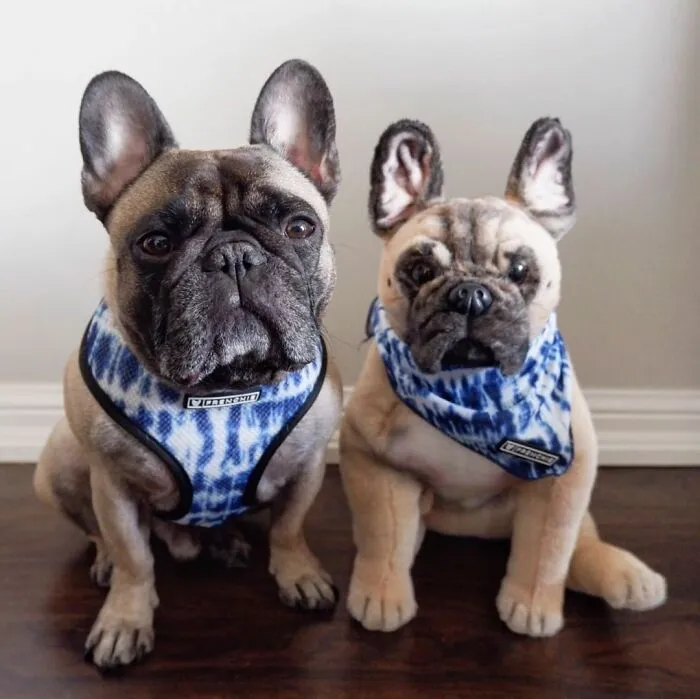 30 Pets And Their Stuffed Copies Made By This Company
