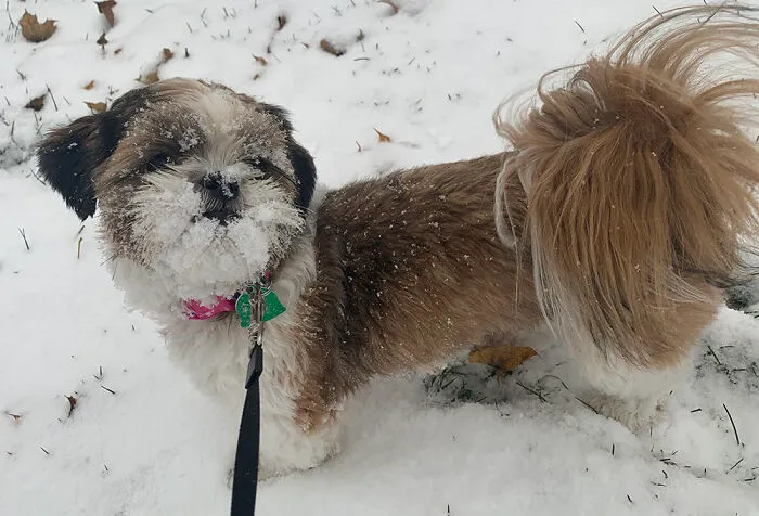 This Is Zero Experiencing Snow For The First Time. We Are Big Fans Of A Nightmare Before Christmas.