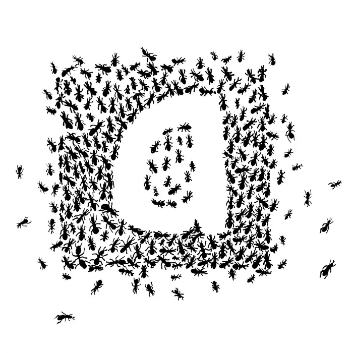 A For Ant