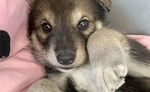 Woman Adopts A Wolf Cub From A Shelter Because It Wouldn't Have Survived In The Wild