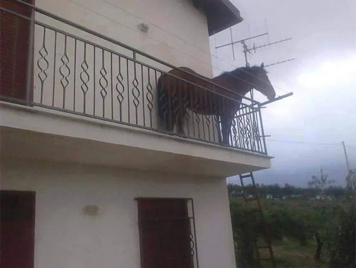 Juan