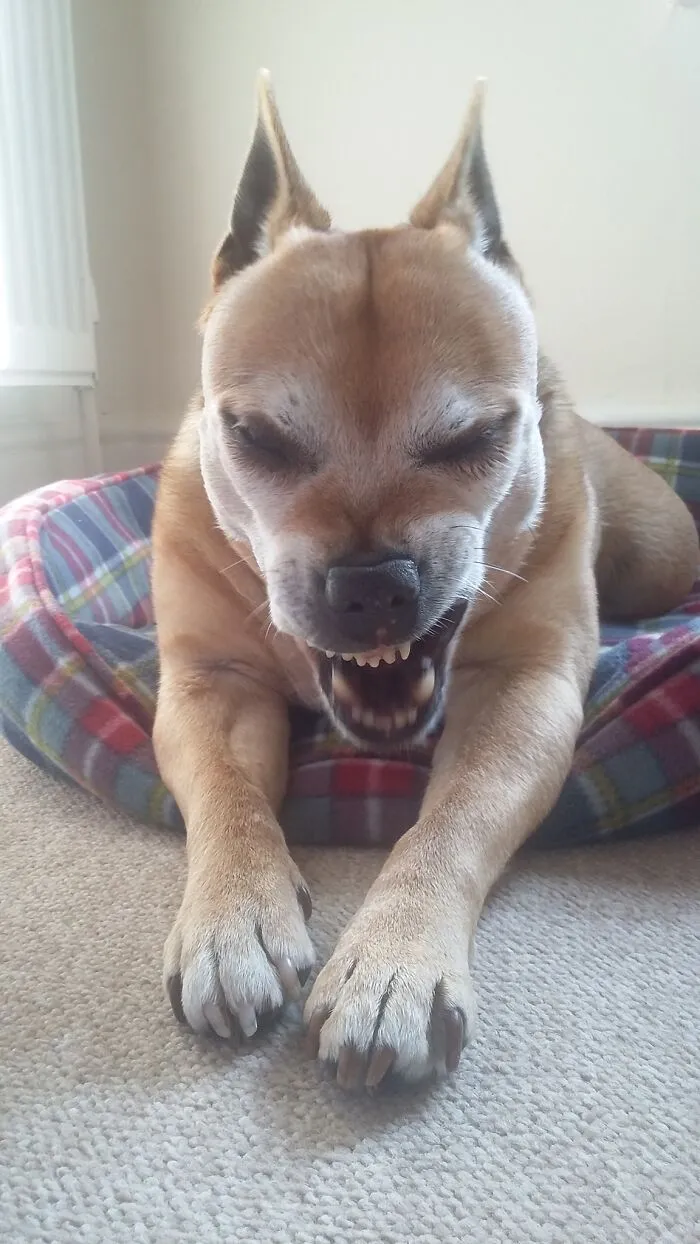 Hell Hound!