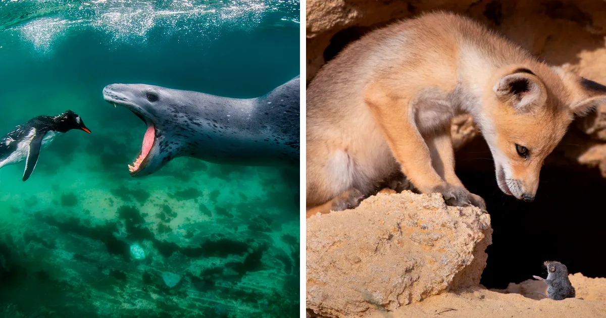 El concurso fotográfico BigPicture Natural World 2021 revela las mejores imágenes de la madre naturaleza (25 fotos)