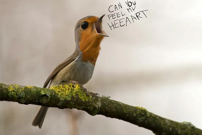 Birb