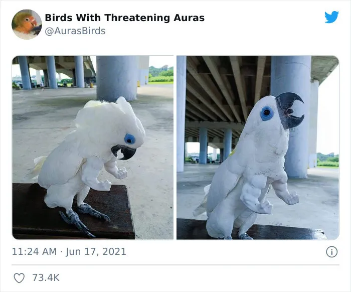 35 'Cursed' Pictures Of Birds Shared By "Birds With Threatening Auras"