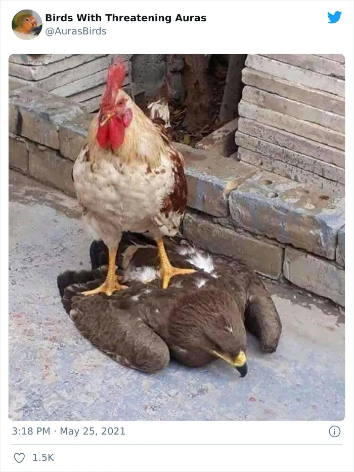 35 'Cursed' Pictures Of Birds Shared By "Birds With Threatening Auras"