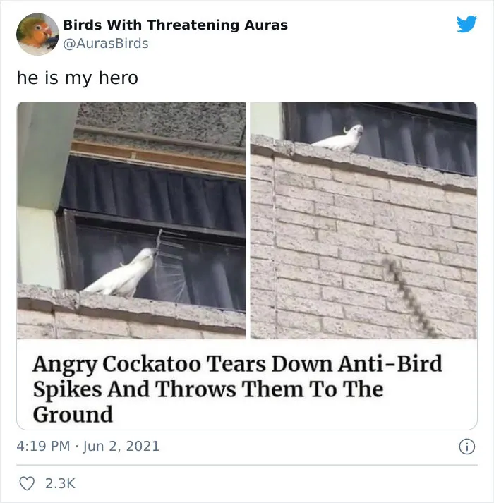 35 'Cursed' Pictures Of Birds Shared By "Birds With Threatening Auras"