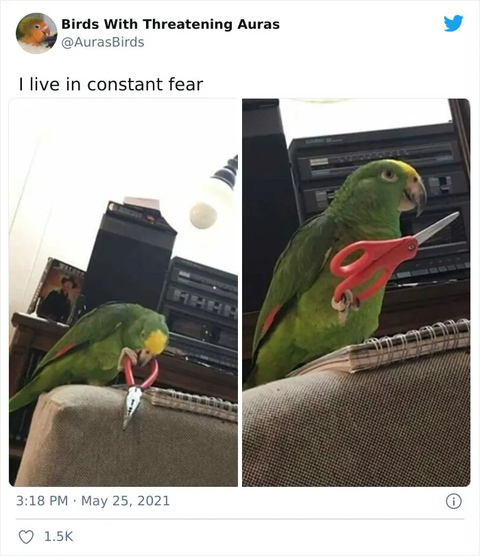35 'Cursed' Pictures Of Birds Shared By "Birds With Threatening Auras"