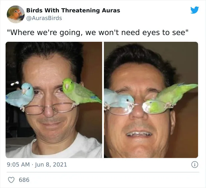 35 'Cursed' Pictures Of Birds Shared By "Birds With Threatening Auras"