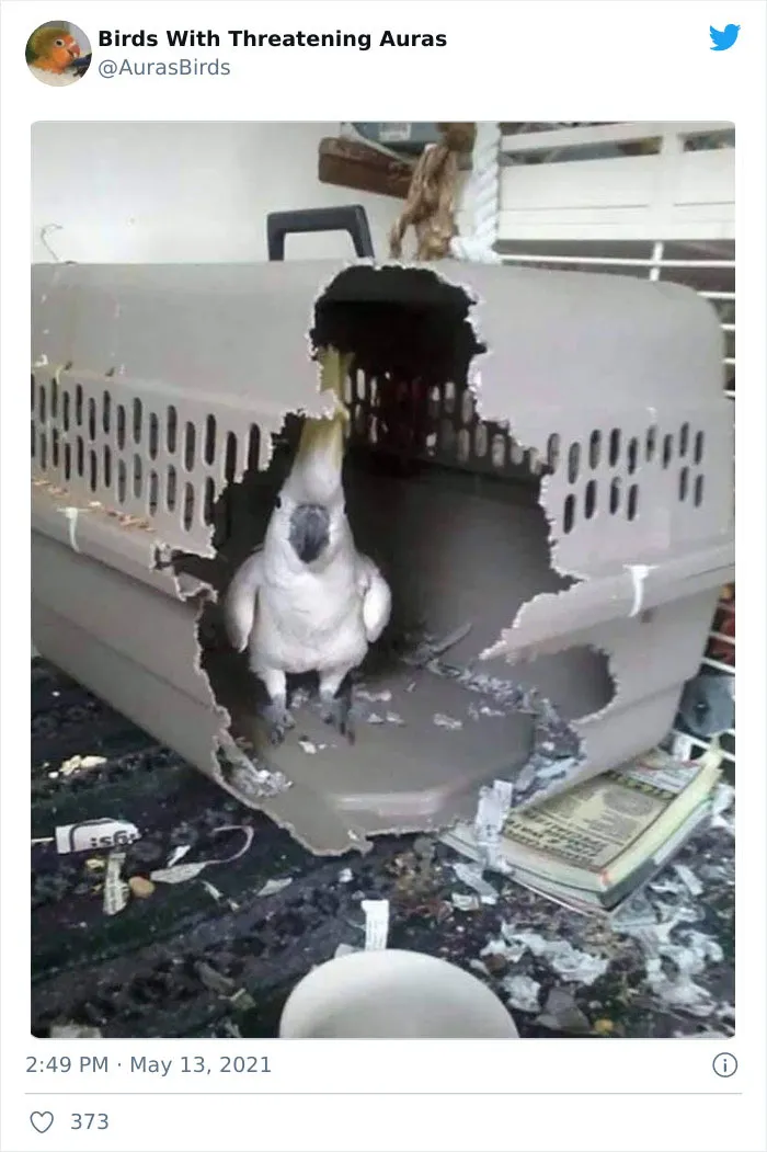 35 'Cursed' Pictures Of Birds Shared By "Birds With Threatening Auras"