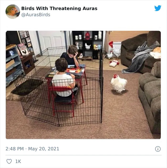 35 'Cursed' Pictures Of Birds Shared By "Birds With Threatening Auras"
