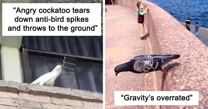 35 'Cursed' Pictures Of Birds Shared By "Birds With Threatening Auras"